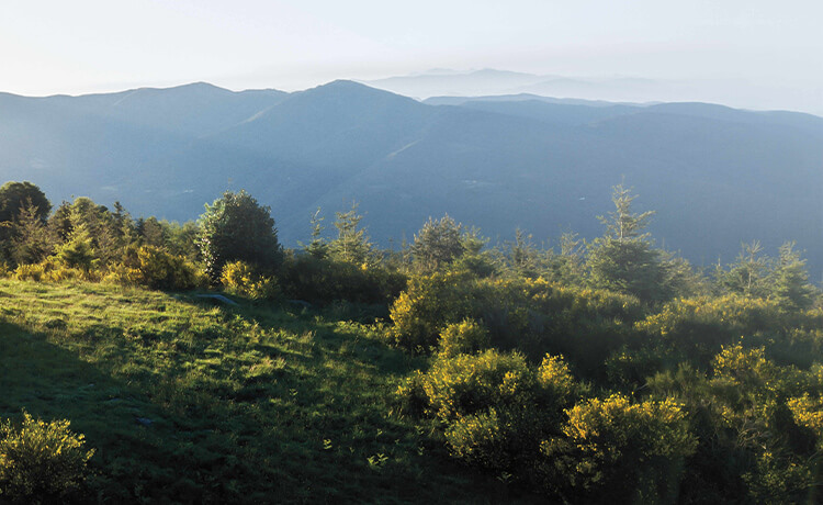 Greenery with mountains in the background